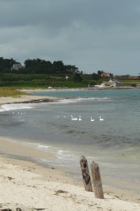Les cygnes